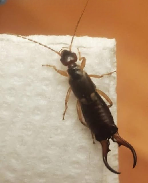 An Unexpected Insect Bite at Home: Understanding What Happened and How to Respond Calmly