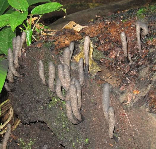 The Curious Case of “Dead Man’s Fingers”: Understanding the Unusual Forest Fungus