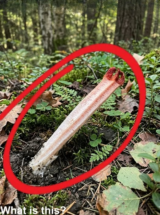 The Strange Forest Discovery That Turned a Peaceful Hike Into an Unforgettable Lesson About Nature
