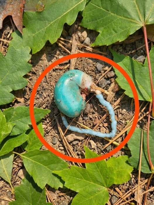Strange Blue Discovery in the Woods: What Could It Be?