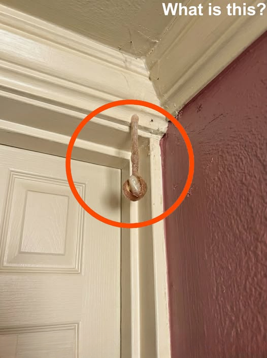 A Surprising Discovery Inside a Hotel Room Wall — And What It Teaches Us About Nature