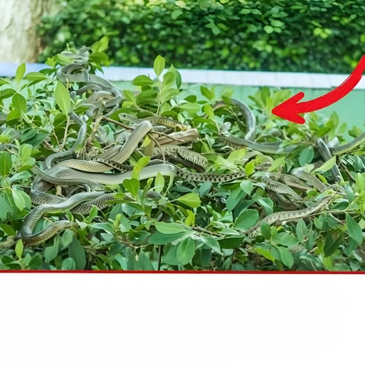 Plants to Be Careful With Around Your Home: How Landscaping Choices May Influence Wildlife Activity