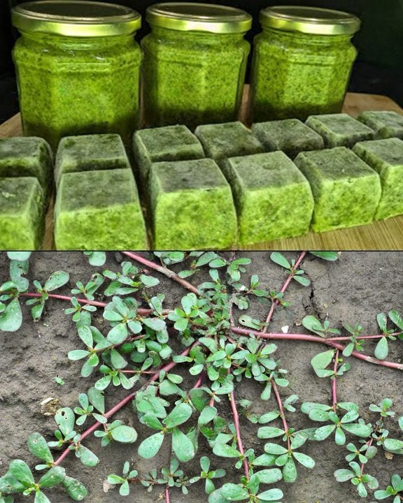 What Happens to Your Body When You Eat Purslane Regularly — Especially After 60