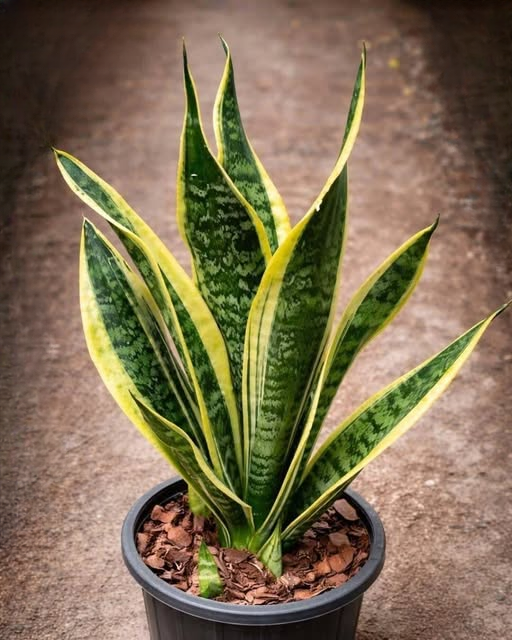 If You Have This Plant in Your Home, It May Be Doing More for You Than You Realize