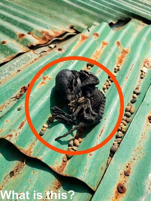 I Climbed Onto My Roof to Fix a Leak — But What I Discovered Changed the Entire Day
