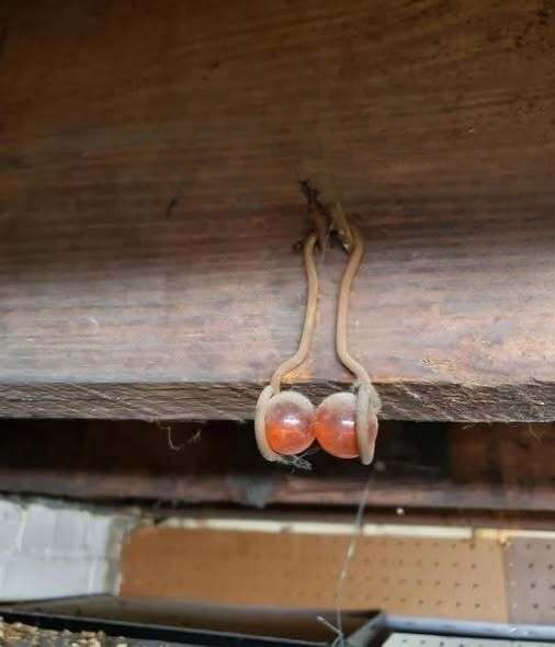 A Strange Object Hanging in a 100-Year-Old Basement Sparked a Wave of Curiosity