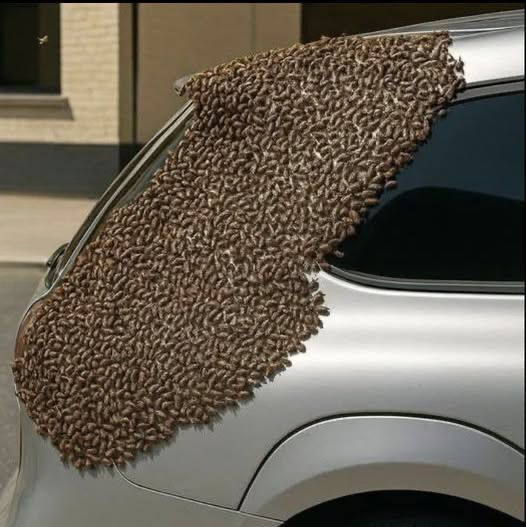 Why You Should Stay Calm When You See Bees Gathering in Large Numbers