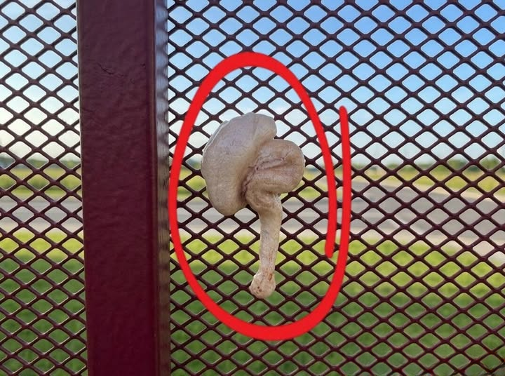A Strange Object Attached to a Fence Left Everyone Wondering What It Could Be