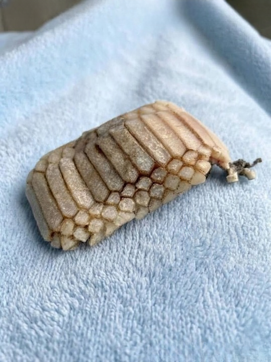 The Strange “Alien Creature” Found on a Beach That Turned Out to Be Something Completely Unexpected