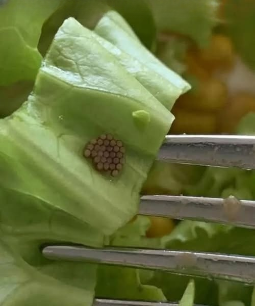 A Restaurant Customer Thought These Tiny Brown Clusters Were Seeds — Then the Disturbing Truth Ruined Her Appetite Instantly