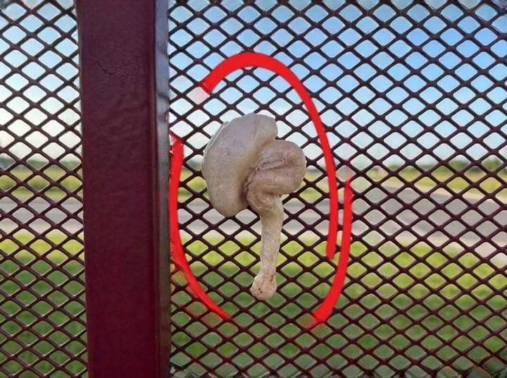 A Strange Object on a Backyard Fence Sparked Curiosity and Endless Theories