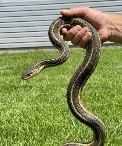 What It Could Mean When a Snake Appears Near Your Home — And Why Experts Say You Should Stay Calm