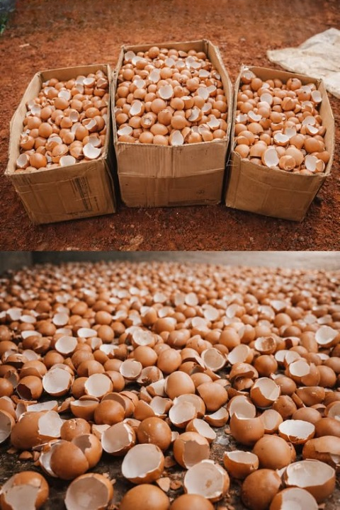 Why More Homeowners Are Saving Eggshells Instead of Throwing Them Away