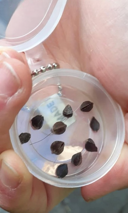 What Are Those Tiny “Seeds” in Your Bed? The Surprisingly Simple Explanation Behind the Mystery