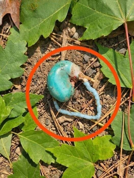 The Strange Blue Object Hidden in the Woods: A Mysterious Discovery That Sparked Curiosity and Questions About Nature’s Hidden Wonders