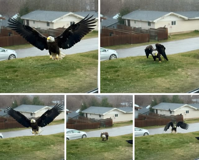 A Massive Unusual Bird Spotted in South Texas Has Birdwatchers Fascinated — And the Mystery Is Sparking Curiosity Across the Country
