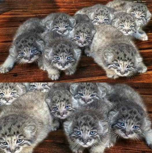 Farmer Rescued What He Thought Were Abandoned Kittens — Later He Learned They Were Extremely Rare