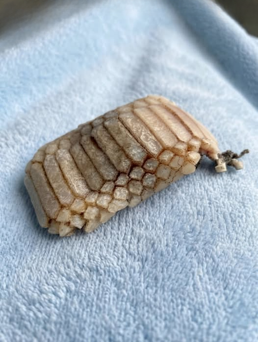 A Strange Flesh-Like Mass Washed Ashore on an Oregon Beach — But the Truth Behind the “Alien Blob” May Be Far Less Supernatural Than Rumors Suggest