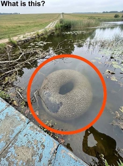 Strange Object Floating in Quiet Village Lake Sparks Panic Before Truth Finally Emerges