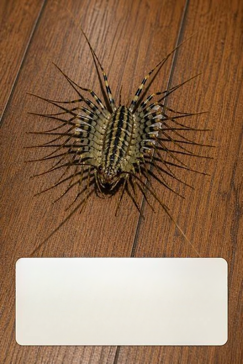 Why the Strange Many-Legged Creature in Your Home May Actually Be Helping You