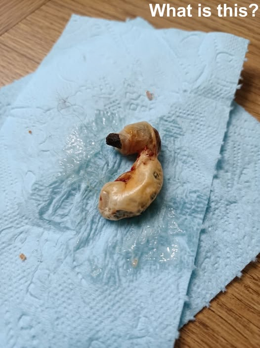 Mother’s Frightening Discovery in Her Son’s Bedroom Turns Out to Have a Surprisingly Ordinary Explanation
