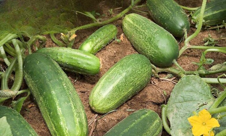 What Happens When You Eat Cucumbers Every Day? Nutrition Experts Explain the Surprising Benefits