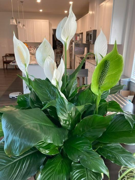 We Couldn’t Get My Late Mother’s Peace Lily to Bloom Again — Until One Helpful Stranger Shared a Simple Secret That Changed Everything