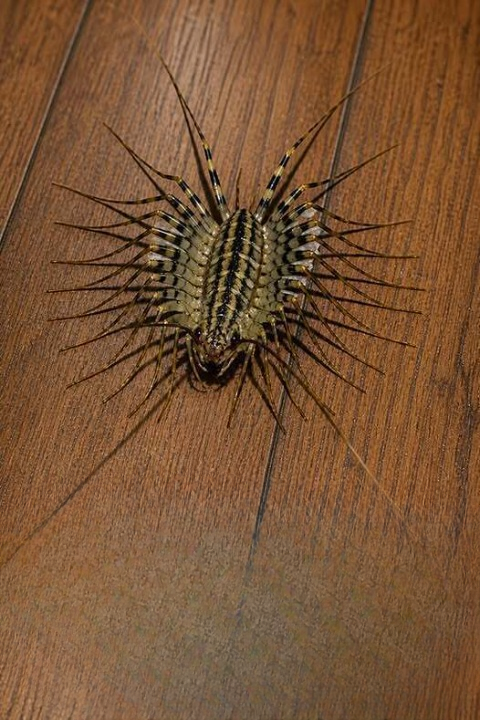 I Spotted a Terrifying Many-Legged Creature Racing Across My Basement Floor — Here’s What It Probably Was and Whether You Should Be Concerned