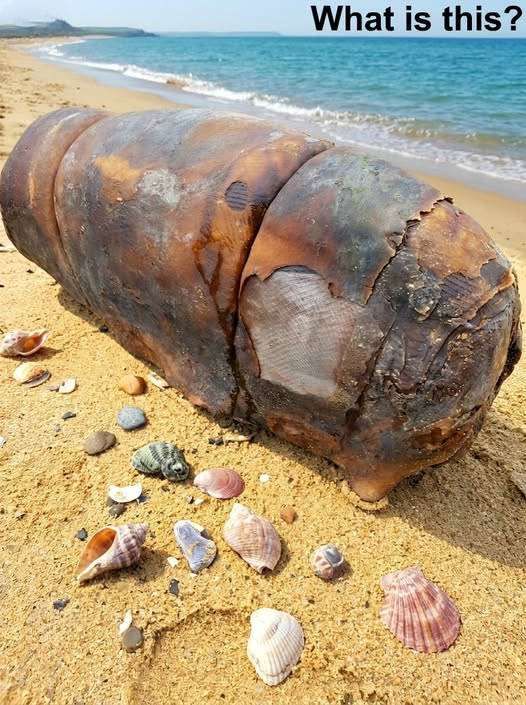 I Thought I Found a Strange Sea Creature on the Beach — The Truth Was Far More Surprising