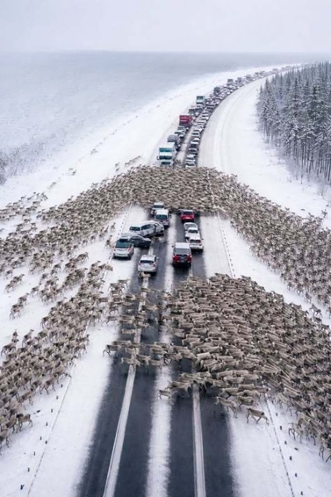 A Winter Highway Filled With Reindeer Became an Unforgettable Reminder of Nature’s Power