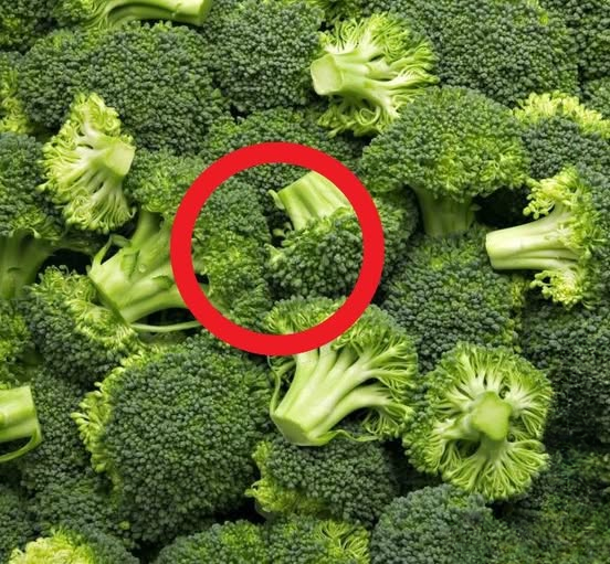 Doctors Reveal Why Broccoli May Be One of the Most Powerful Foods for Long-Term Health and Wellness