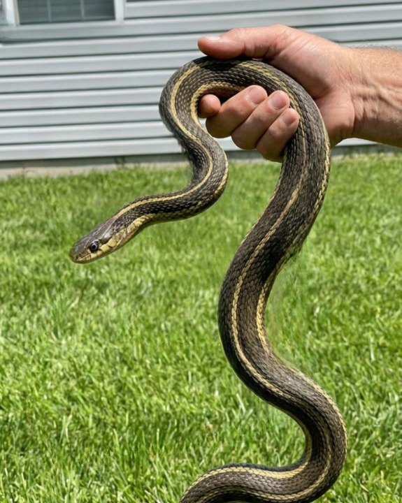 8 Safe and Practical Ways to Help Keep Snakes Away From Your Yard and Outdoor Spaces