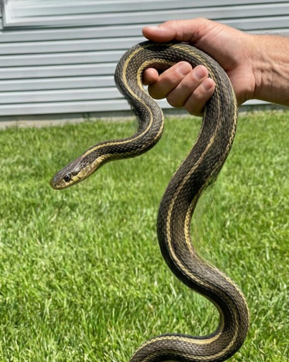 8 Safe and Practical Ways to Keep Snakes Away From Your Yard While Protecting Your Home, Family, and Pets