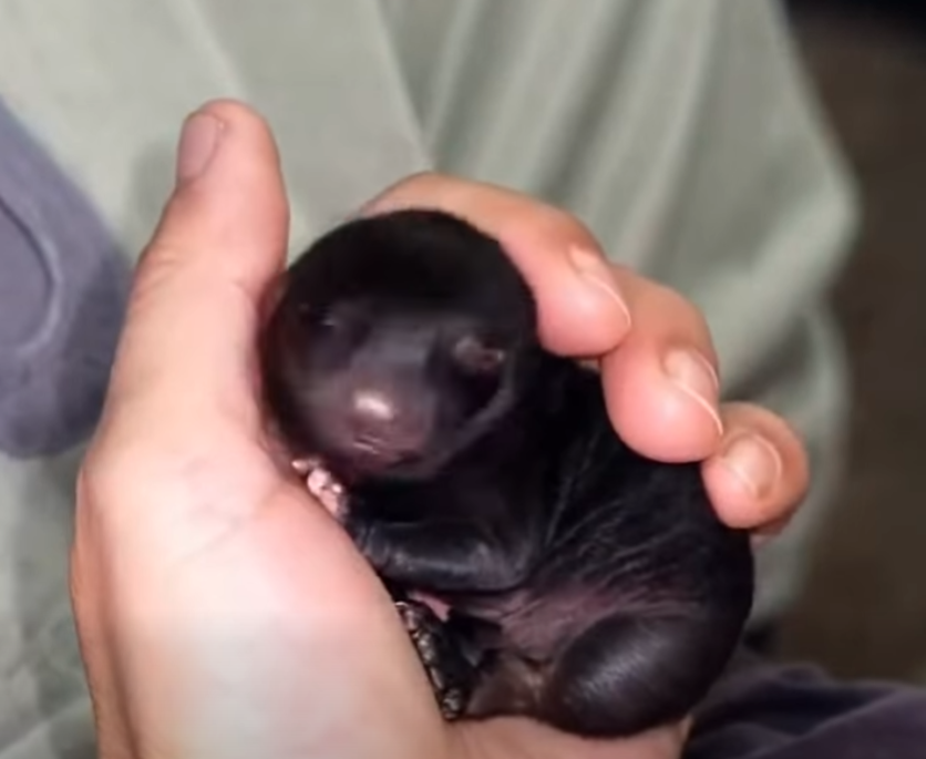 A Man Rescued a Strange Creature From the Forest — One Year Later, He Could Hardly Believe What It Had Become