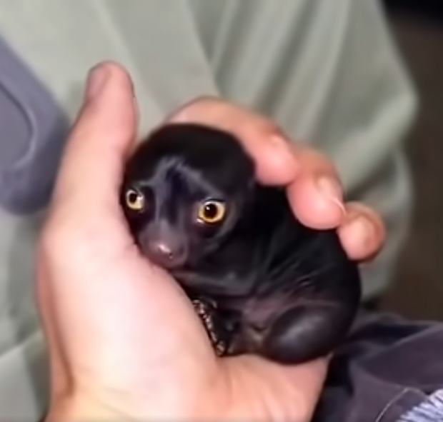 He Discovered a Strange Creature Deep in the Forest—One Year Later, What It Became Left Him in Complete Awe
