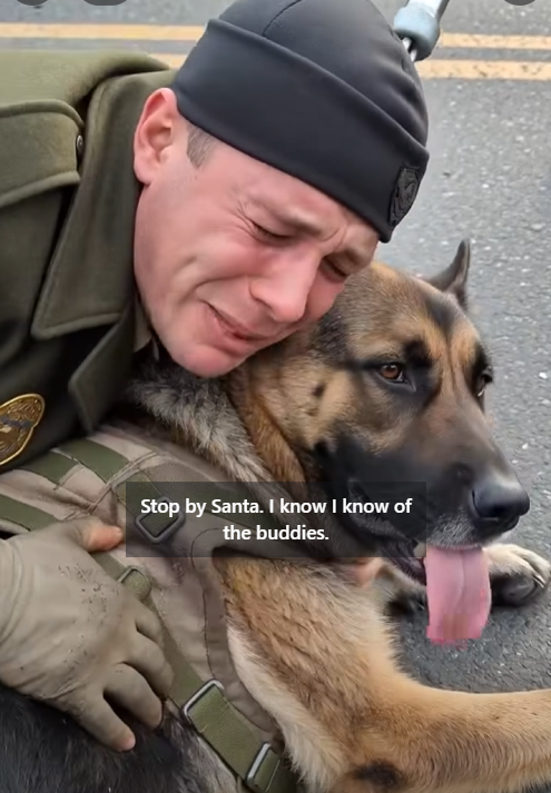 A Wounded German Shepherd Suddenly Blocked a Veterans Day Parade — Then a Former Marine Recognized the Harness and Everything Changed