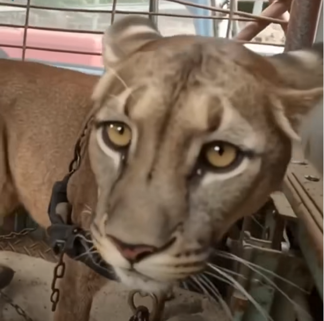 After Spending Nearly 20 Years Chained to a Truck, a Circus Lion Finally Took His First Steps Toward Freedom