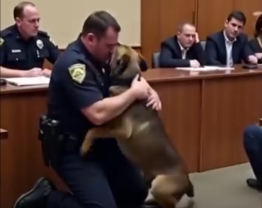 A Former Police Officer Asked to See His K9 Partner One Final Time Before Sentencing — But When the German Shepherd Entered the Courtroom, Nobody Expected What Happened Next