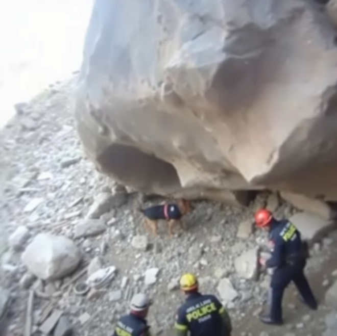 Search Teams Were Ready to End the Rescue Mission — Until One Determined Dog Suddenly Changed Direction and Led Everyone Somewhere Nobody Expected