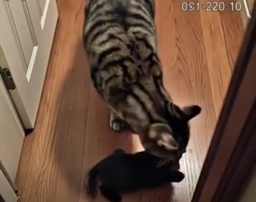 My Cat Kept Bringing Home Tiny Puppies From Somewhere Unknown — Then a Police Officer Knocked on My Door and Said Something That Changed Everything