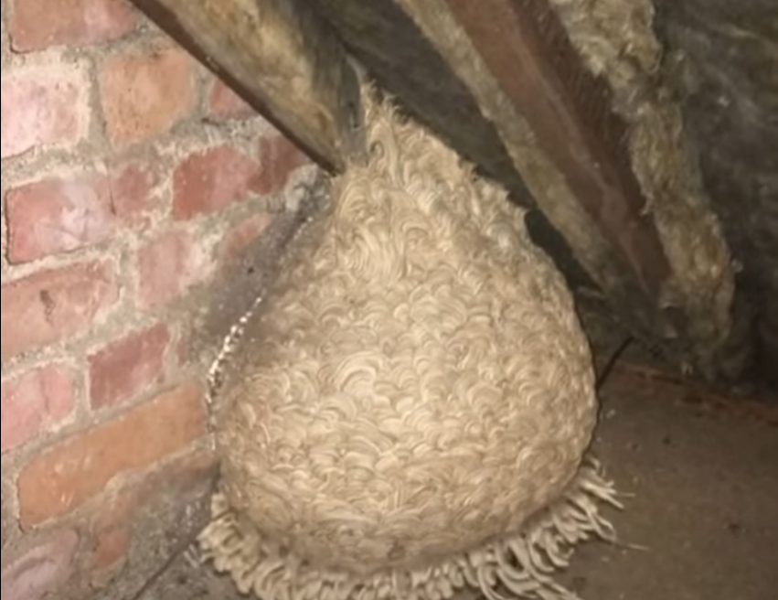 Homeowner Thought He Had Found a Dangerous Nest in His Attic — But the Shocking Discovery Inside Left Him Completely Speechless