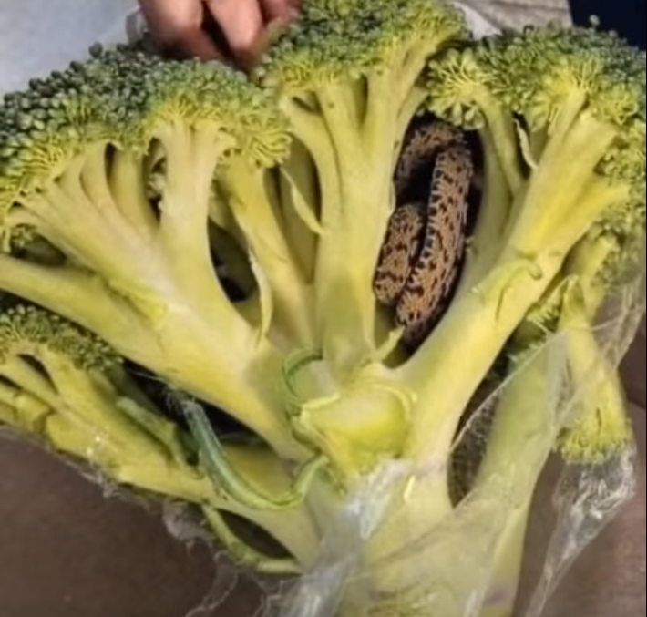 A Shopper Made a Shocking Discovery Inside a Bag of Broccoli — And It Became a Powerful Reminder to Always Inspect Fresh Produce Carefully