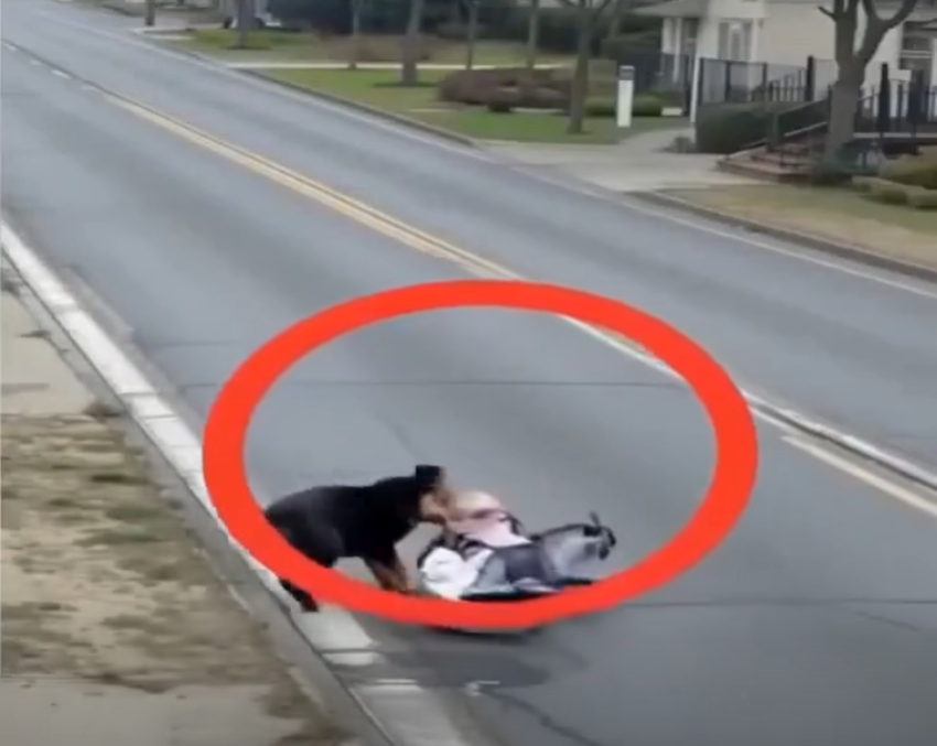 A Family Dog Rushed Into the Street to Protect a Small Child — And What Happened Next Left the Entire Neighborhood Emotional