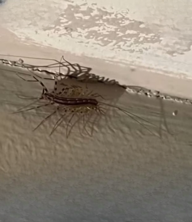 Why House Centipedes May Be More Helpful Than Harmful Inside Your Home