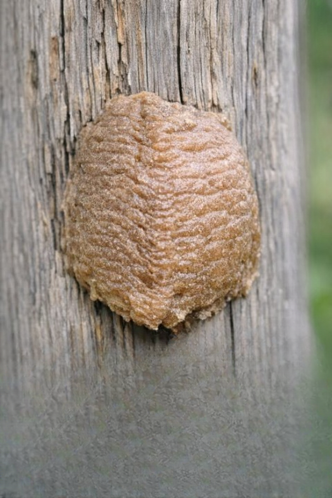 What Is That Unusual Foam-Like Structure on Your Fence? A Backyard Discovery Explained in Depth