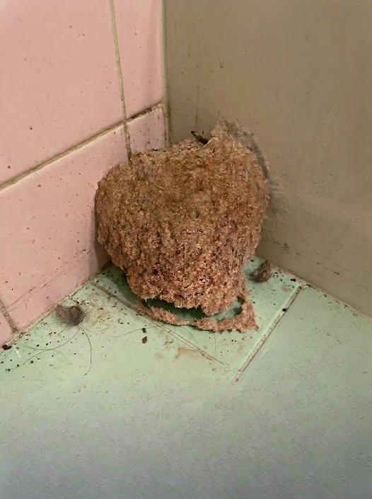 We Came Home From Vacation to an Unexpected Discovery Hidden in Our Bathroom — and It Changed the Way We Saw Our House Forever