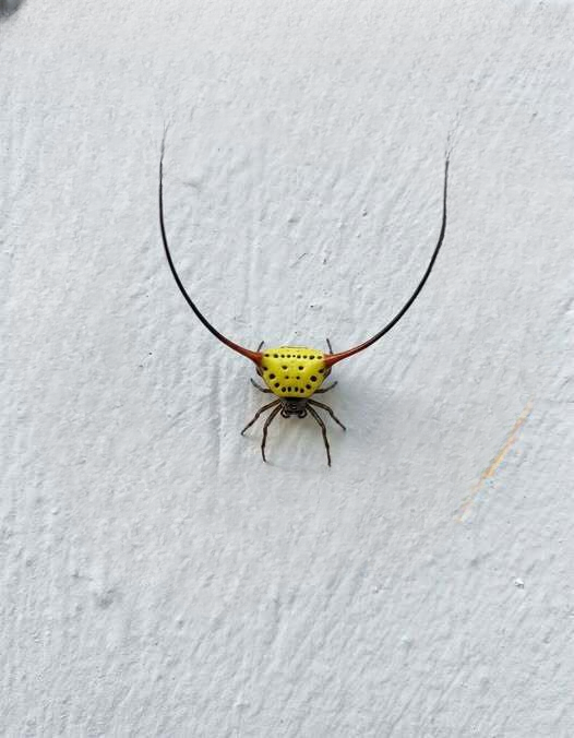 A Surprising Visitor in My Garage: Discovering the Fascinating World of the Spiny Orb-Weaver