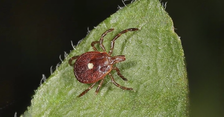 What to Do If You Find a Lone Star Tick: A Calm and Practical Guide to Safe Removal, Monitoring, and Prevention