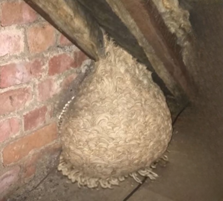 Unexpected Attic Discovery Leads One Family to a Hidden Backyard Shelter With a Surprising Past