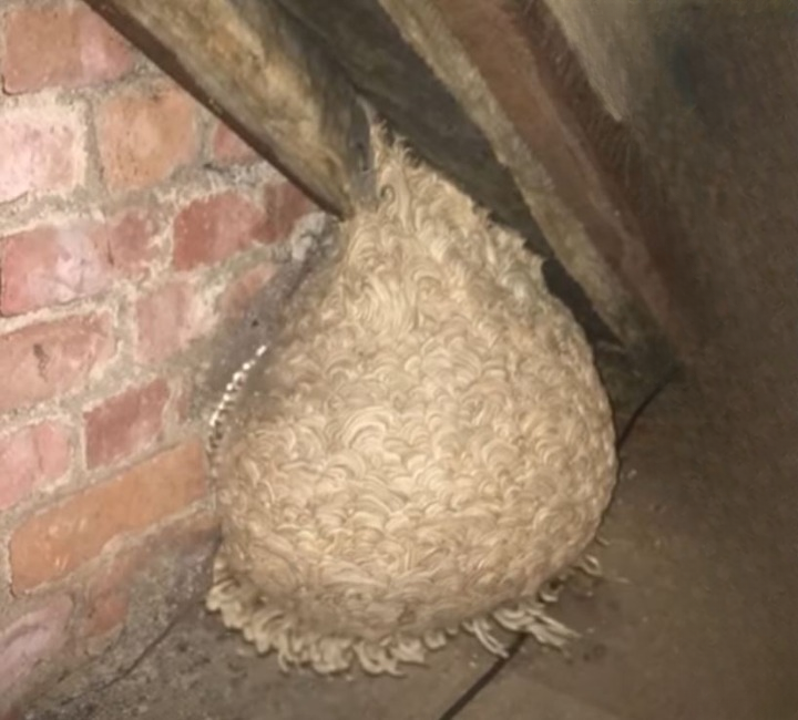 A Strange Discovery in the Attic Led One Family to a Hidden Shelter Beneath Their Backyard — And Completely Changed How They Viewed Their Home